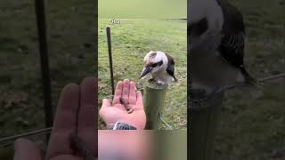 Bird Rescue Leads to New Friendship [upl. by Anived]