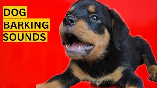 Dog Barking Compilation See How Your Dogs REACTS [upl. by Relluf]