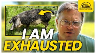 I Am Exhasuted Watch This Before Raising Mangalitsa Pigs [upl. by Leoni602]