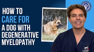 How to Care for a Dog with Degenerative Myelopathy [upl. by Deth175]