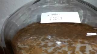 Blue Moon Clone Homebrew with Fermentis T58 Yeast [upl. by Annaili]