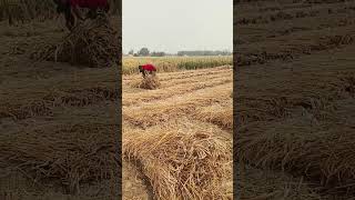 Mera khet meri kheti farmer statuswhatsapp treandig sort 🌿🌾🌾🌾🌾🌾🌾🌾🌾🌾 [upl. by Wheeler]