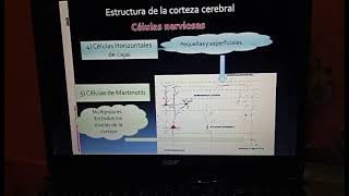 Morfofisiología III  Corteza Cerebral 15 [upl. by Euqinahs310]