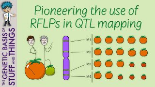 Understanding Quantitative Trait Loci with the help of tomatoes [upl. by Duarte]