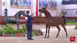 Italian Nationals 2019  Yearling Colts Championship [upl. by Llennoc]