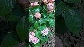 So amazing roses  rose flowers garden  beautiful morning roses 1111 [upl. by Ojillib]