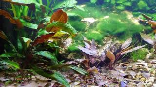 Xiphophorus Maculatus San Filipe Yucatan and Corydoras knaacki and Sewellia lineolata [upl. by Ettennad]