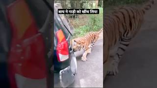 Pahadi Tiger N Gadi Ko Hila Diya  Road Bahut Khatarnaak  Baagh Dikha Aaj  Pahadi Hills [upl. by Nwahsirhc]