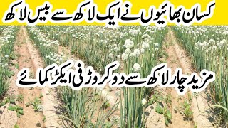 Onion Seed Farming  Onion seeds production Onion Seed Farming How to get onion seed  onion [upl. by Andert]