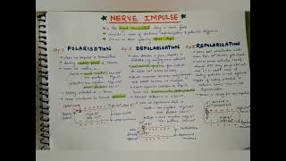 mechanism of nerve impulses conduction msc  bsc amp NET aspirants  functioning of neuron part1 [upl. by Airliah]