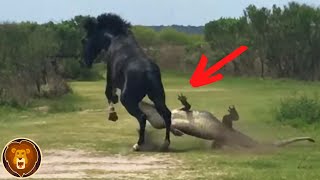 12 Moments Incroyables avec des Chevaux [upl. by Adoc]