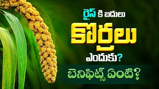 రైస్ కి బదులు కొర్రలు ఎందుకు బెనిఫిట్స్ ఏంటి  Foxtail Millet Korralu Health Benefits [upl. by Ignatzia840]