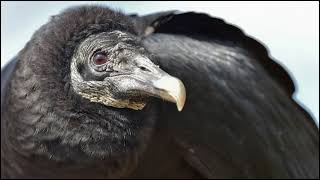 Black Vulture Sounds [upl. by Ludwig]