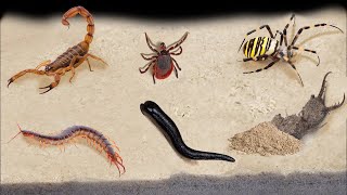 TOP 10 FEEDINGS INSECTS  BEST MOMENTS SPIDER SCORPION TICK ANTS SCOLOPENDRA MANTISCOCKROACH [upl. by Eihs]