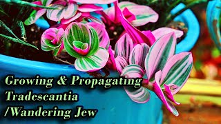 Growing Tradescantia  Wandering Jew Care amp Propagation [upl. by Gilges]