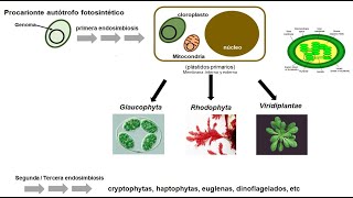 Endosimbiosis y el origen de las mitocondrias y cloroplastos  Parte 2 [upl. by Pollie]