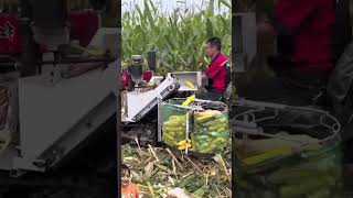 How to harvest 10000 corn shoots a day cornharvester cornharvesting farmer [upl. by Carlick25]