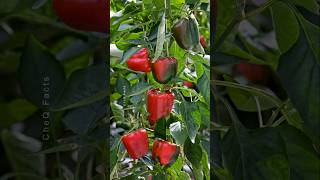 How to Grow Bell Pepper at Home from Seeds plants shorts farming [upl. by Eiramassenav]