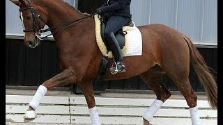 SOLD wwwsporthorsesonlinecom 2006 Hanoverian dressage mare 162 hh [upl. by Nemzzaj586]