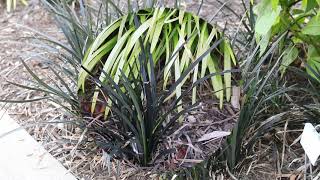 Black mondo grass Ophiopogon planiscapus Nigrescens  Plant Identification [upl. by Drofhsa]