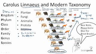 1312 Carolus Linnaeus and Modern Taxonomy [upl. by Nylrebma]