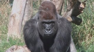 New 15yearold silverback gorilla arrives at London Zoo [upl. by Westleigh]