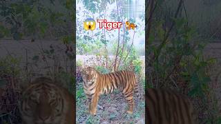 🐅 Tiger VFX video 🐅tiger vfx wildlove animals shorts youtubeshorts ytshorts cutebaby video [upl. by Fanechka]