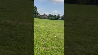 Betaflight 443 GPS RESCUE NOT LANDING ANY IDEAS betaflight fpv fpvdronefreestyle shorts [upl. by Marlo]