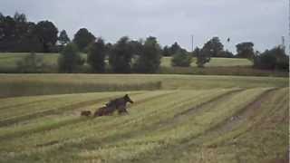 Wildschwein mit Frischlingen beim GPS Roggen Häckseln [upl. by Partan672]