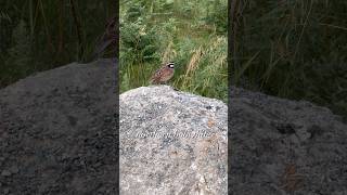 Northern bobwhite…wildbirds quail bobwhite wildlife birdsounds northidaho naturelovers [upl. by Rellek462]