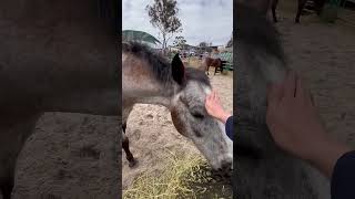 Touching different type of animals shark horse cuttlefish kangaroo and starfish [upl. by Ehcnalb993]