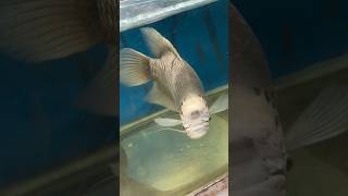 Monster👿 Arowana Gurami peacock ￼ Bass RTG archerfish gold fish shortvideo shots viralvideo [upl. by Gabriel]