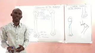 OSTEOLOGY OF THE HUMERUS PART 1 [upl. by Asel]