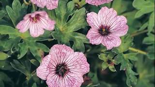 Get to Know CranesbillHardy Geranium  Part SunLoving Plants [upl. by Pepper270]