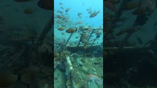 Cardinalfish on Car Wreck [upl. by Valleau]