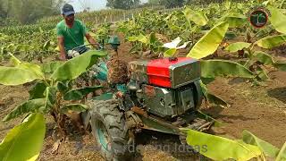 How Millions of Banana Harvested amp Processed  how to grow banana fruit and banana farming [upl. by Neerahs821]