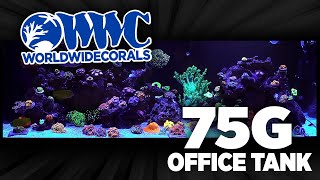 Internet Office 75g Reef Saltwater Aquarium at World Wide Corals [upl. by Irrab]