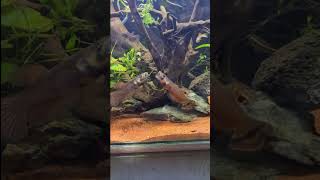 Betta Fish Battle Wild Betta In Action wildbettafish [upl. by Awahsoj901]