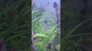 Best schooling fish planted Aquarium [upl. by Delcine770]