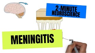 2Minute Neuroscience Meningitis [upl. by Olatha]