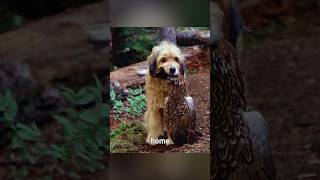 Watch how a dog guards a group of lion cubs and finds them foster mothersshorts [upl. by Ruelu874]