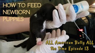 HOW TO FEED NEWBORN PUPPIES EPISODE 13 ALL American Bully ALL the Time [upl. by Aihsital]