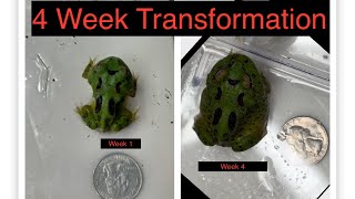 BABY PACMAN FROG’S 4 week Transformation will SHOCK You [upl. by Neale200]