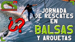 Cazaserpientes Jornada de Rescates en Balsas y Arquetas [upl. by Annawat398]