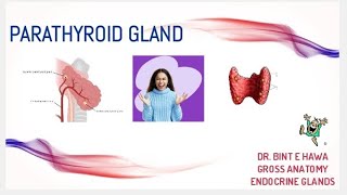 Parathyroid gland gross anatomy Endocrine system module DrNajeebLecturesJr [upl. by Sura522]