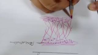 Learn to draw elastic cartilage histology diagram for MBBS and BDS students [upl. by Ikciv131]