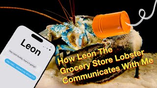 How Leon The Grocery Store Lobster Communicates With Me [upl. by Elauqsap]