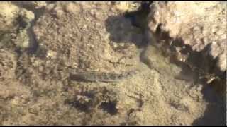 Death Valley Pupfish at Salt Creek [upl. by Hollenbeck]