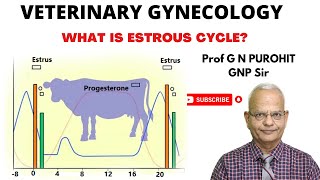 Uncovering the Mystery of Animal Reproduction Whats the Estrous Cycle [upl. by Sualocin]