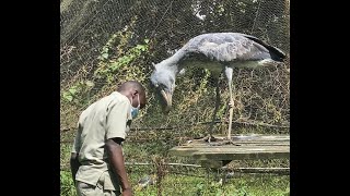 How African Shoebill Accepts Humans as Trustworthy [upl. by Kulsrud]